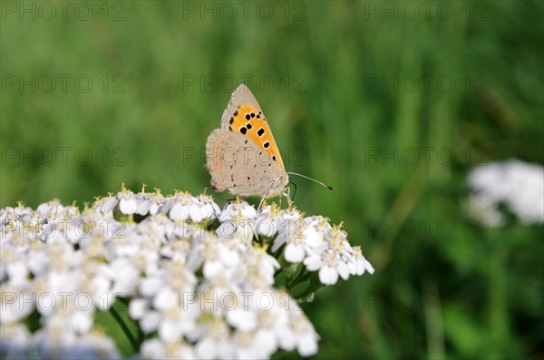 Small copper