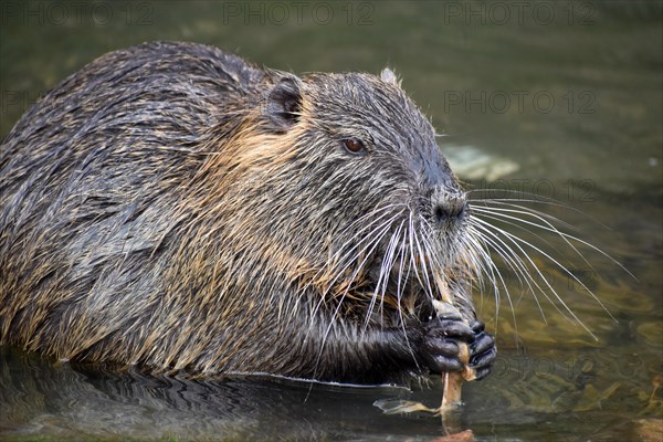 A nutria