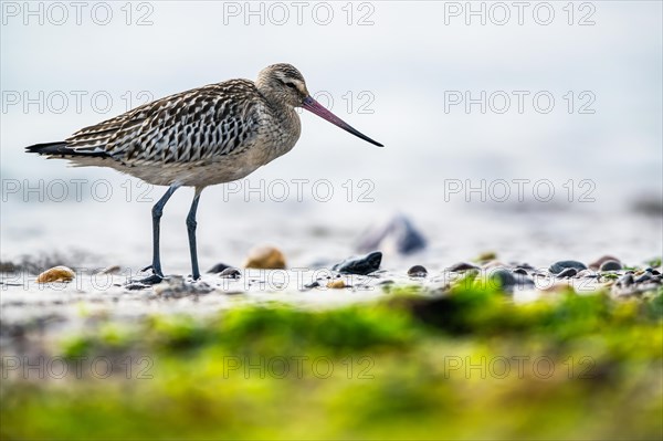 Bar-tailed Godwit