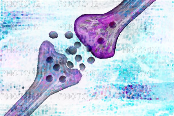 The synaptic cleft is the space between two neurons. It connects the presynaptic neuron with the postsynaptic neuron and ensures that the transmission of excitation can take place between the two