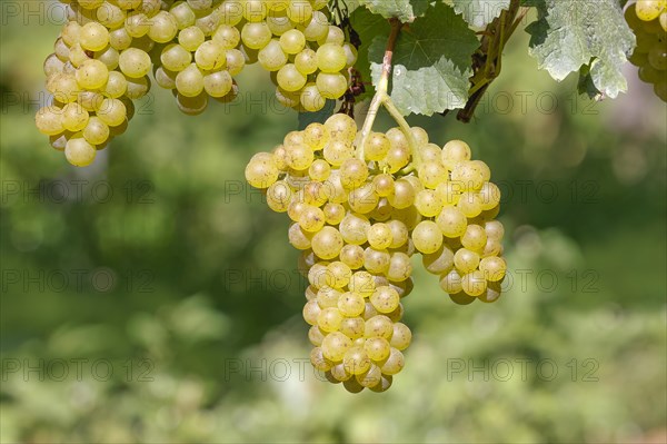 Grapes on the Moselle