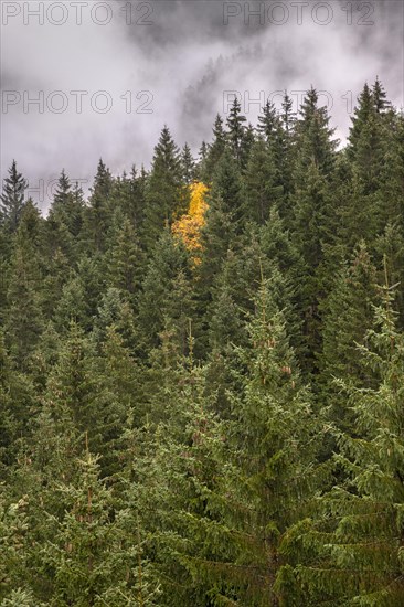 Spruce forest with yellow-coloured sycamore maple