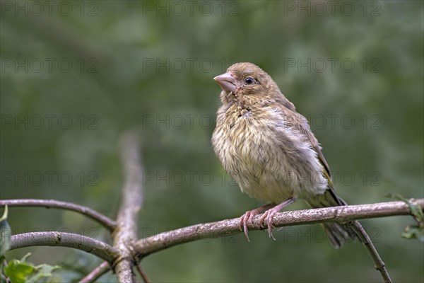 European greenfinch