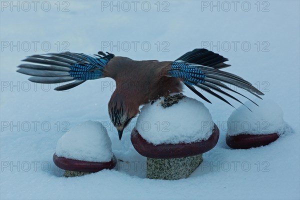 Eurasian Jay with open wings standing on granite mushrooms in snow looking down from the front