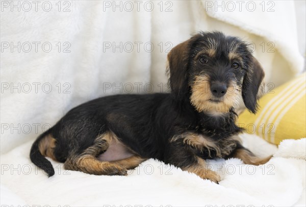 Rough-haired dachshund