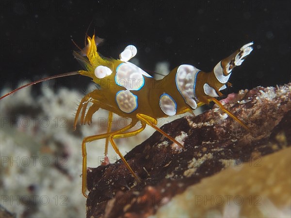 Squat shrimp