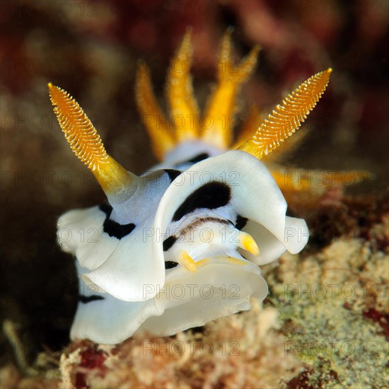 Extreme close-up of head of nudibranch