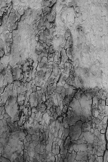 Tree bark as background