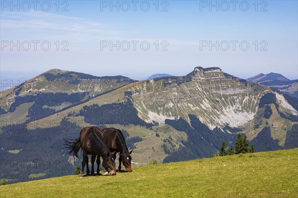 Herd of horses at the summit cross on Trattberg with a view of Schlenken and Schmittenstein