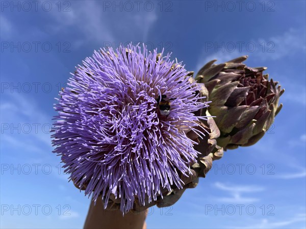 Artichoke