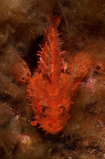 Red scorpionfish