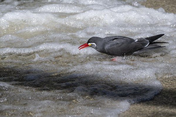 Inca tern