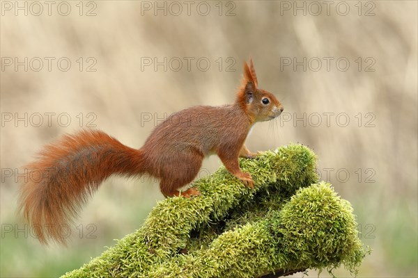 Eurasian red squirrel