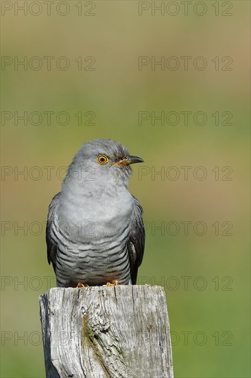 Common cuckoo