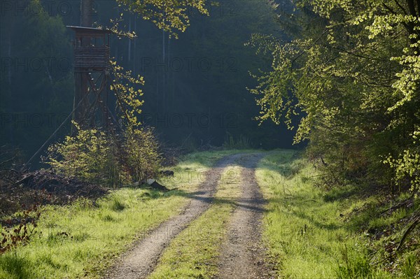 Forest path