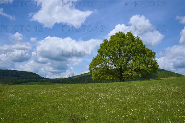 Oak tree