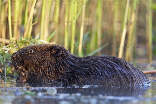 Beaver