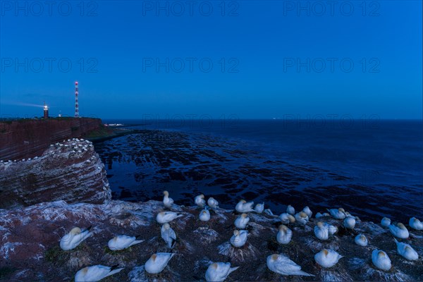 Northern gannet