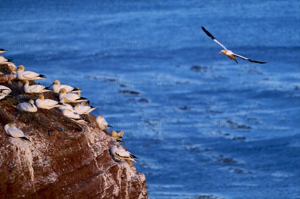 Northern gannet