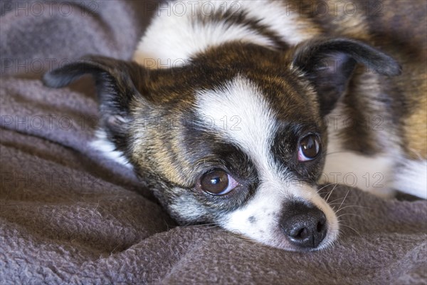 Small Chihuahua dog