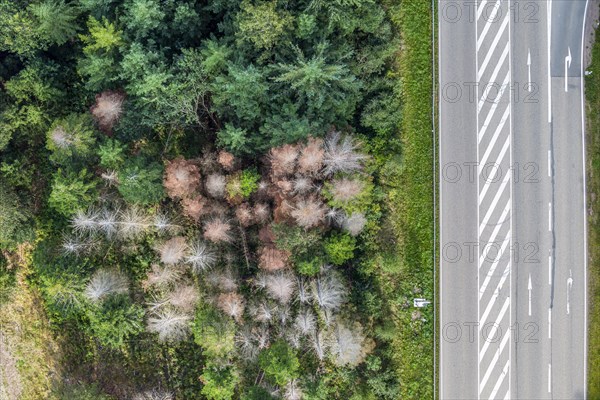 Forest dieback in Black Forest