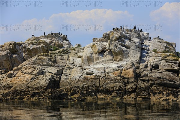 Great cormorant