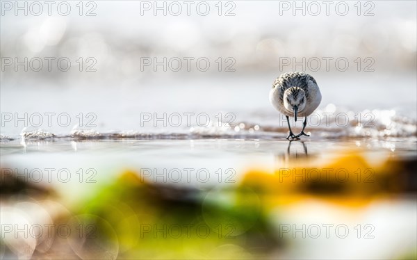 Sanderling