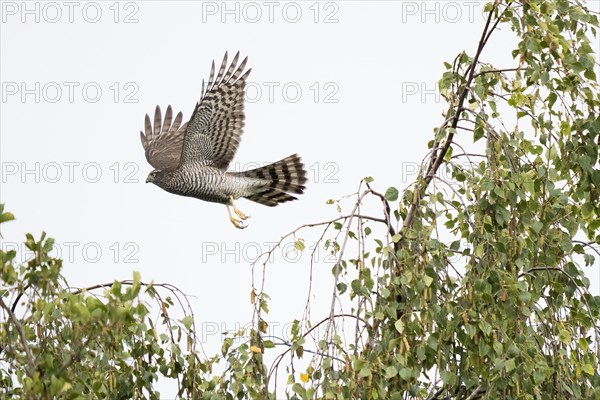 Eurasian sparrowhawk