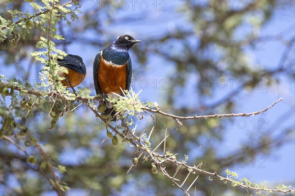 Superb starling