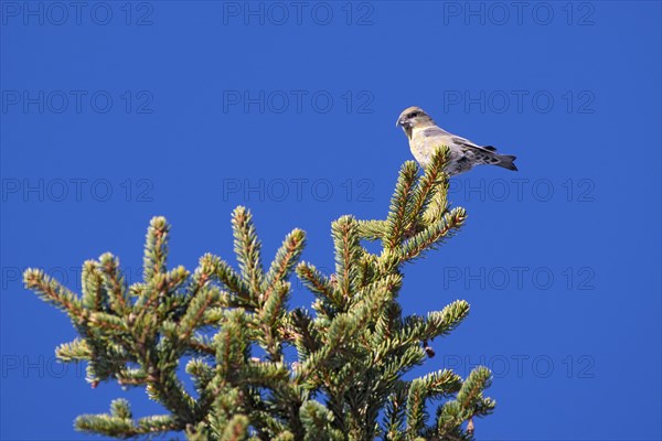 Common crossbill