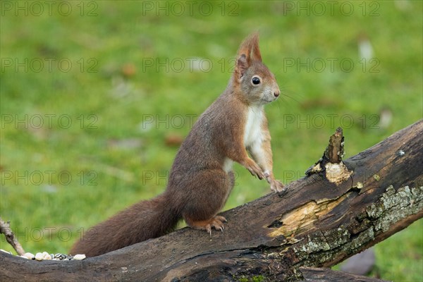 Squirrel standing on tree trunk looking right