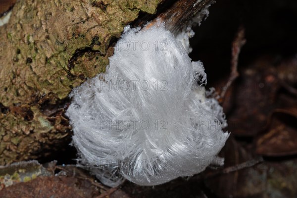 Hair ice fruiting bodies white wavy ice needles on tree trunk