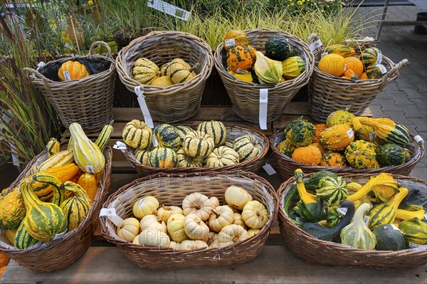 Ornamental pumpkins in a garden centre