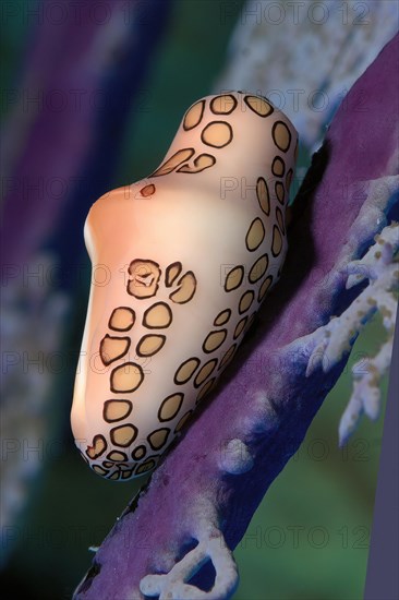 Snail Ice snail flamingo tongue snail