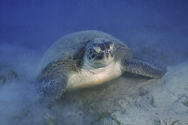 Green turtle