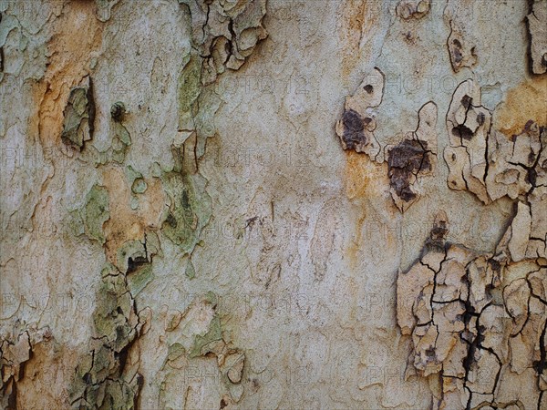 Tree bark as background