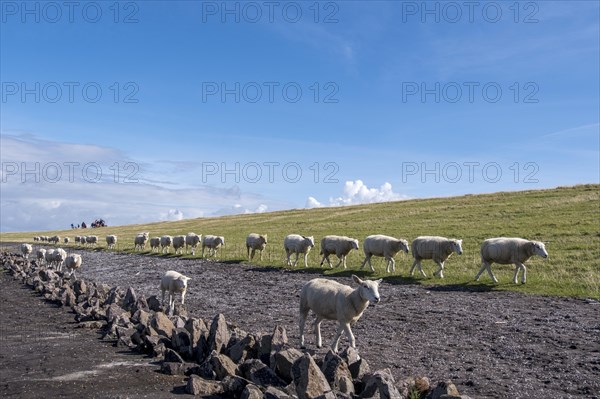 Domestic sheep