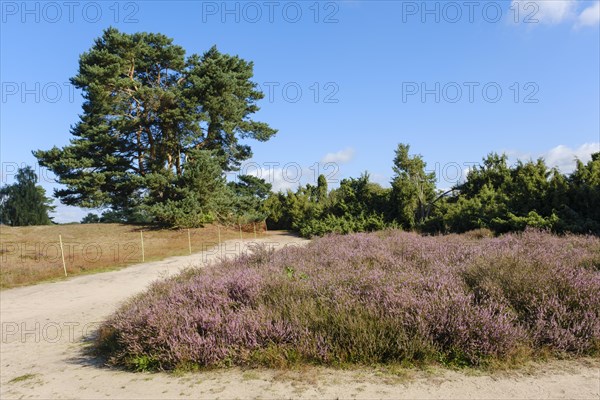 Blooming heathland