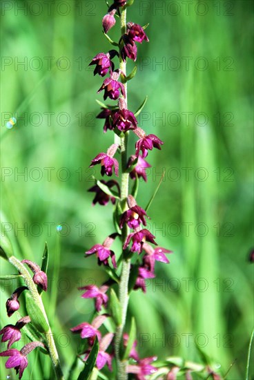 Brown-red or dark red helleborine