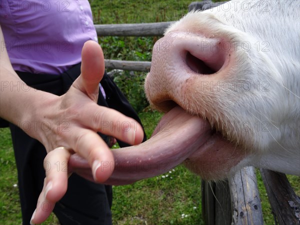 Cow on the mountain pasture licks the hand of a hiker