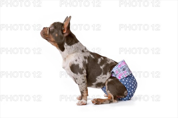 French Bulldog dog wearing fabric period diaper pants for protection on white background