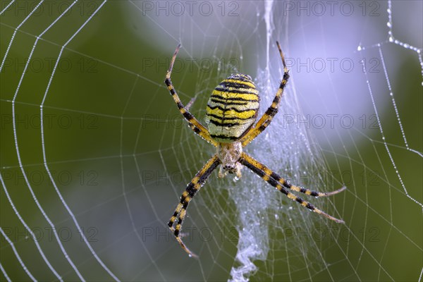 Zebra spider