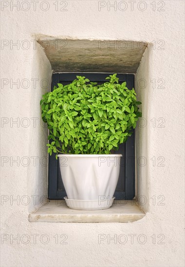 Close frontal shot of flower pot with oregano plant on window sill of whitewashed house in summer sunshine and shadows. Traditional seasoning herb for Greek and Italian cuisines