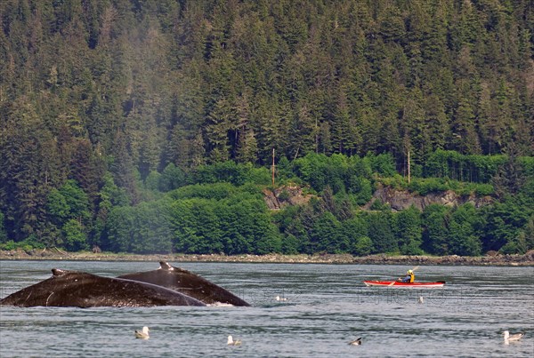 Two giant humpback whales in front of small kayak and tourist boat