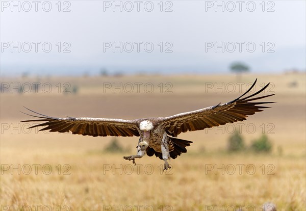 Sparrowhawk