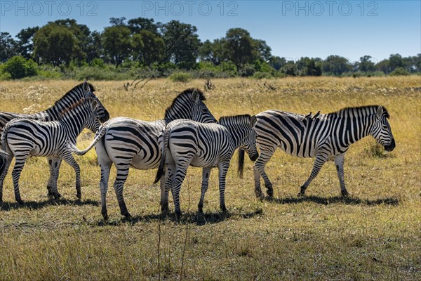 Zebras