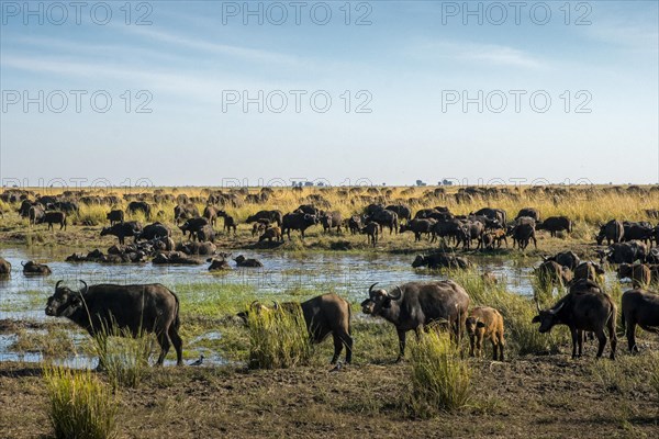 African buffalo