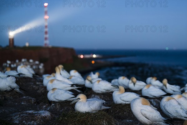 Northern gannet
