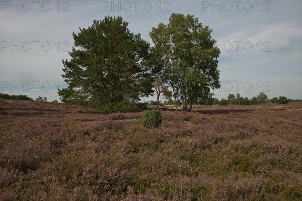 Blooming Nemitzer Heide near Trebel