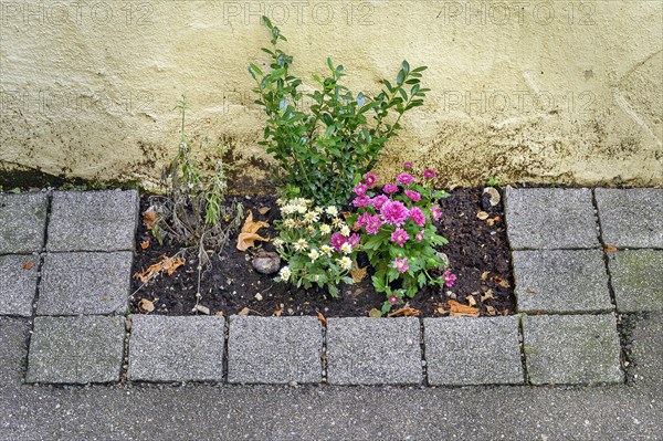 Miniature bed with chrysanthemums